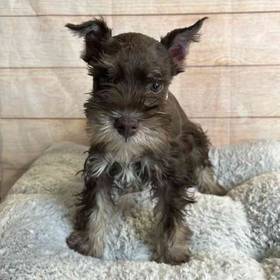 Miniature Schnauzer