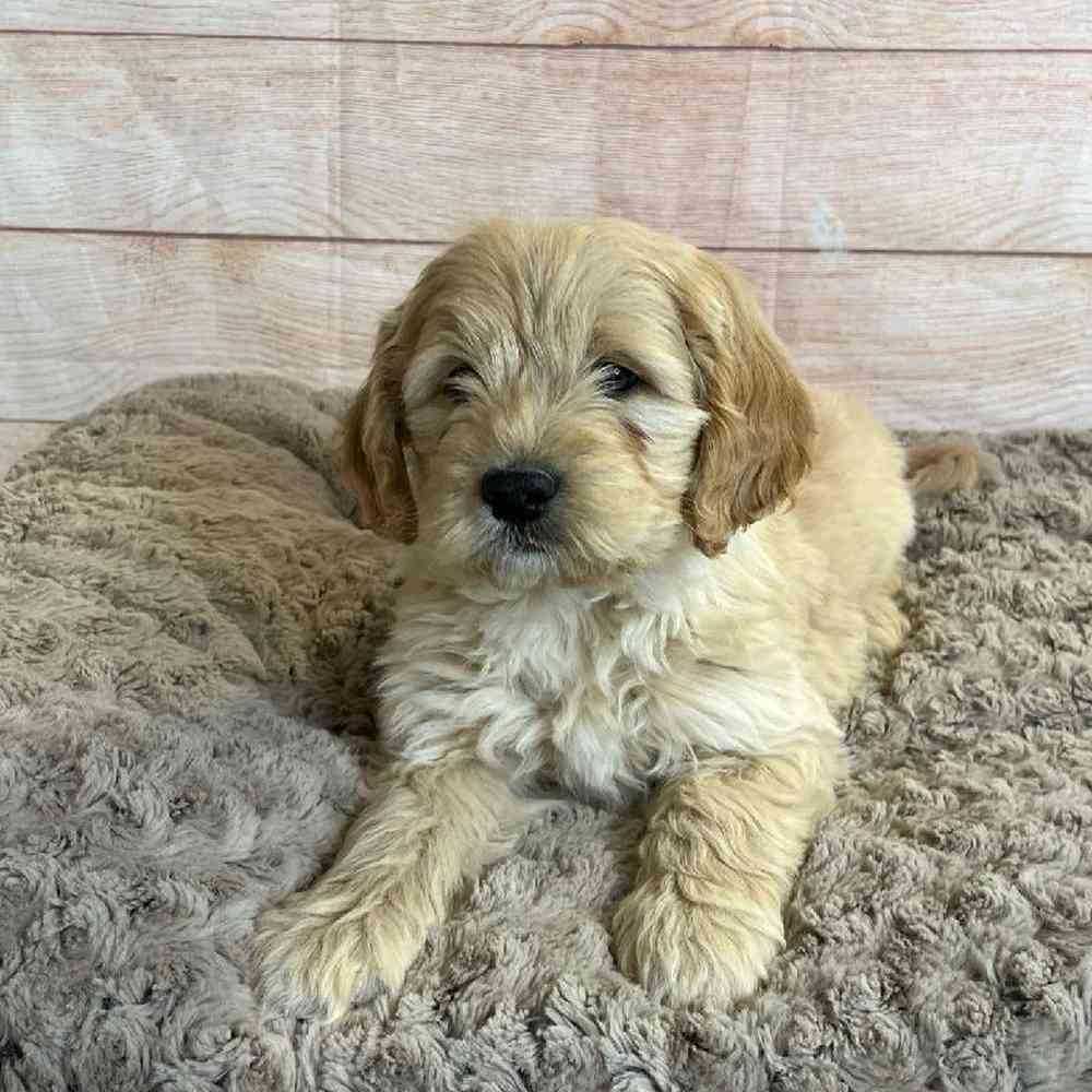 carousel pet images