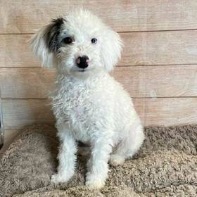 Old English Sheepdog/Poodle