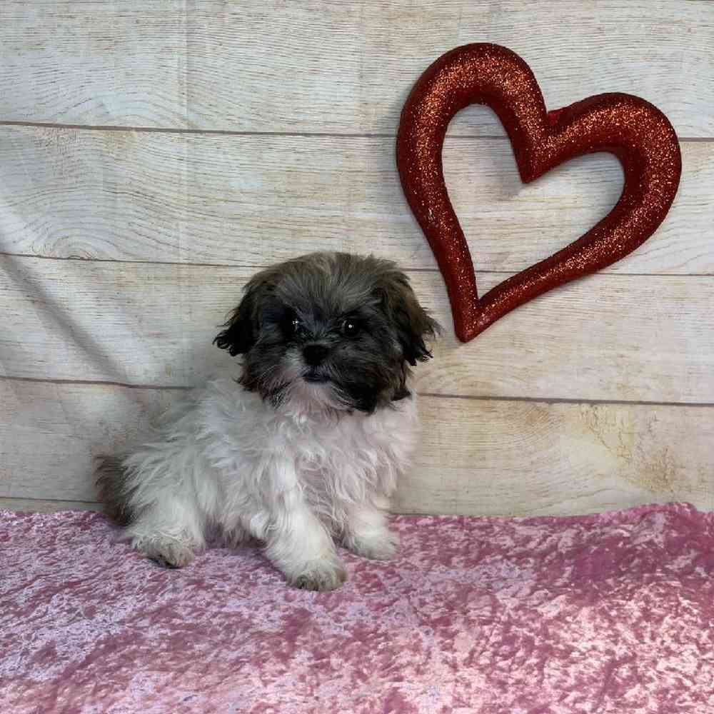carousel pet images