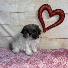 ShihTzu/Poodle