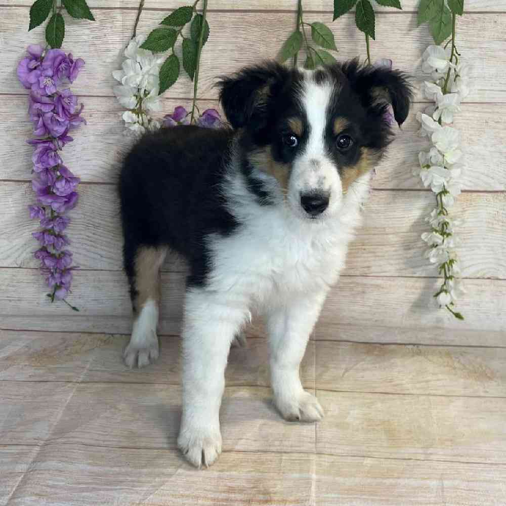 carousel pet images