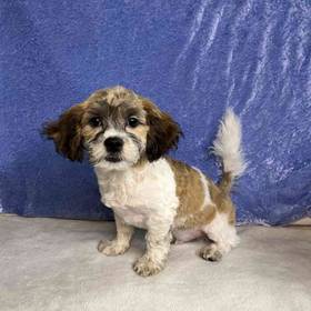 ShihTzu/Poodle