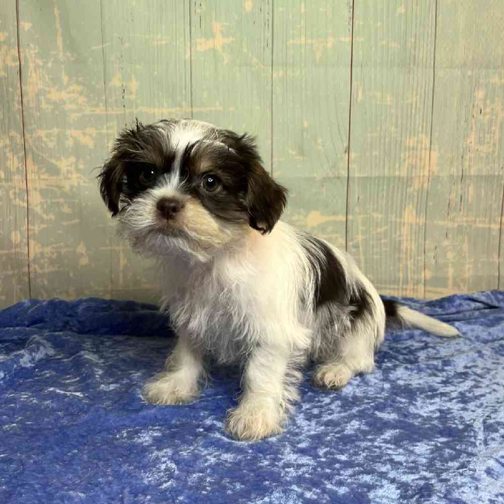 Image of a pet breed in the gallery