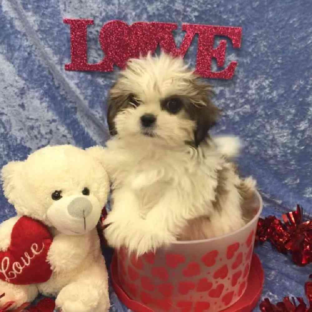 carousel pet images