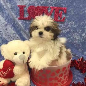 Shih Tzu
