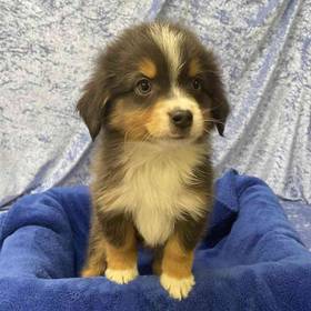 Miniature Australian Shepherd
