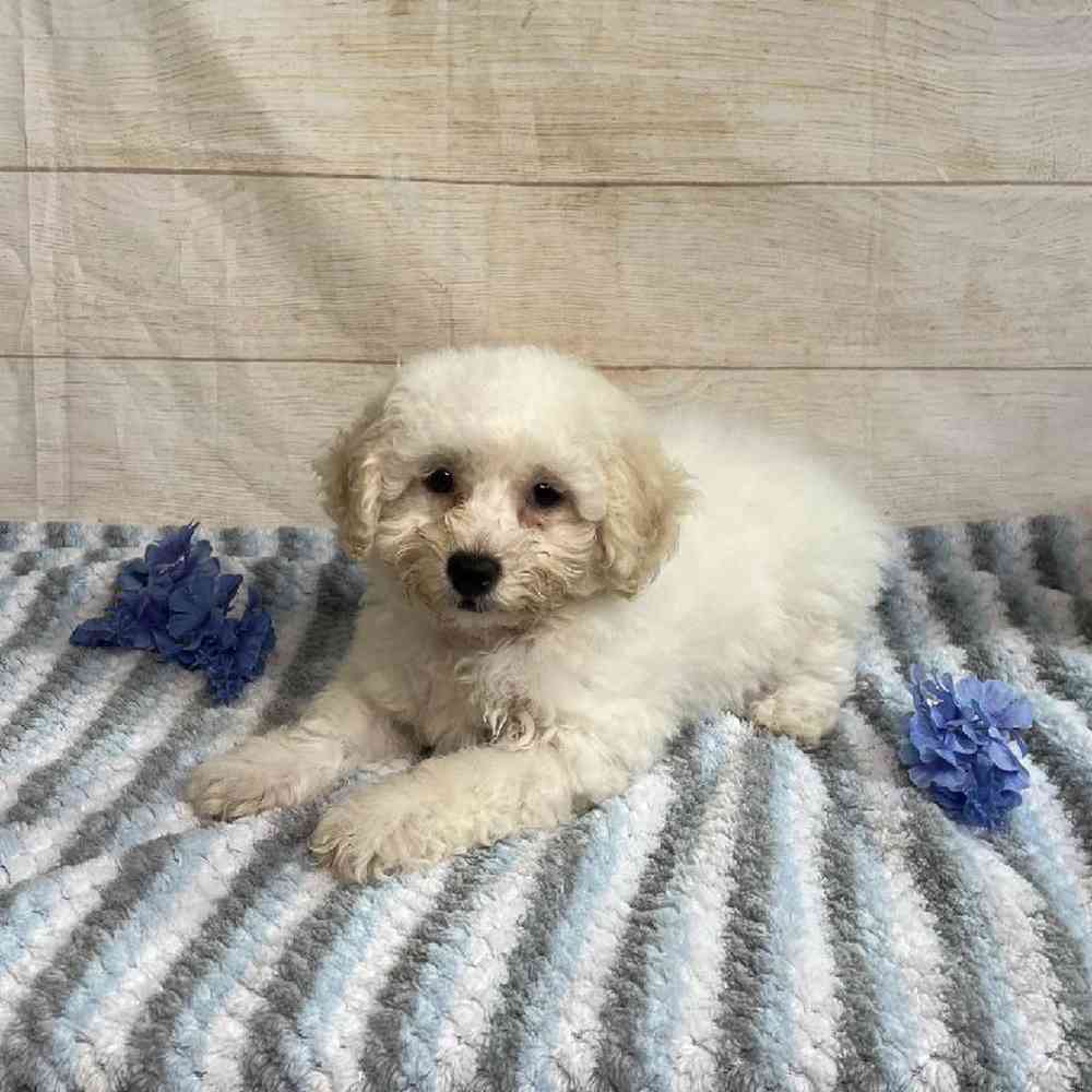 Image of a pet breed in the gallery