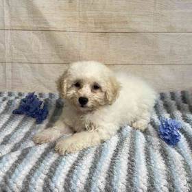 Bichon Frise-Poodle