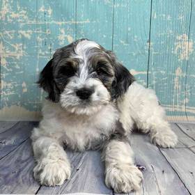 Cocker Spaniel/Poodle