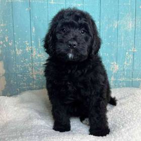 Bernese Mountain Dog/Poodle