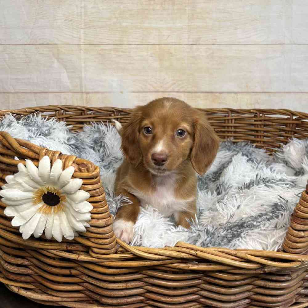 Image of a pet breed in the gallery