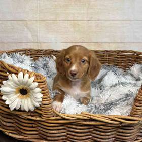 Dachshund