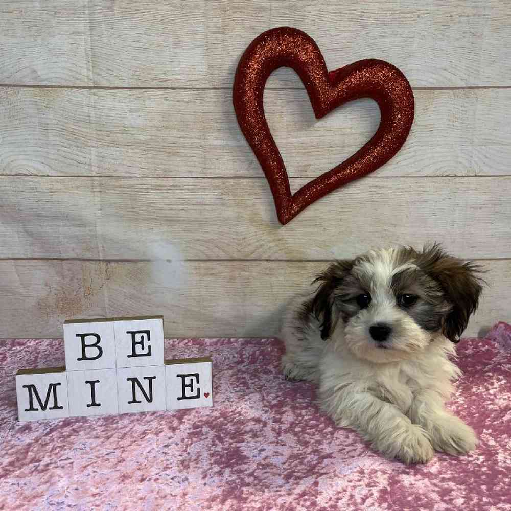 carousel pet images