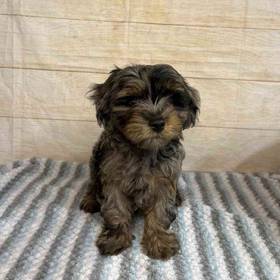 Yorkshire Terrier-Cocker Spaniel/Poodle