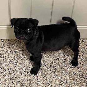 Pug