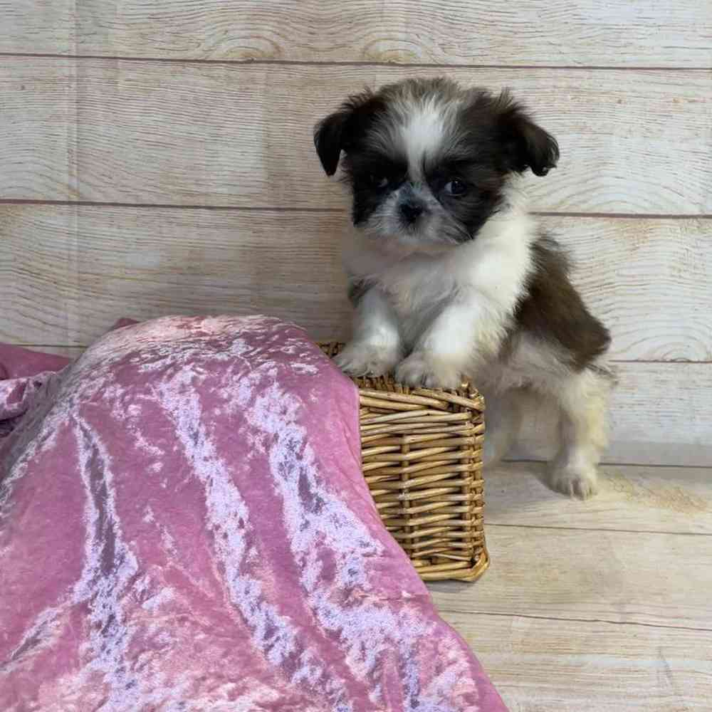 carousel pet images
