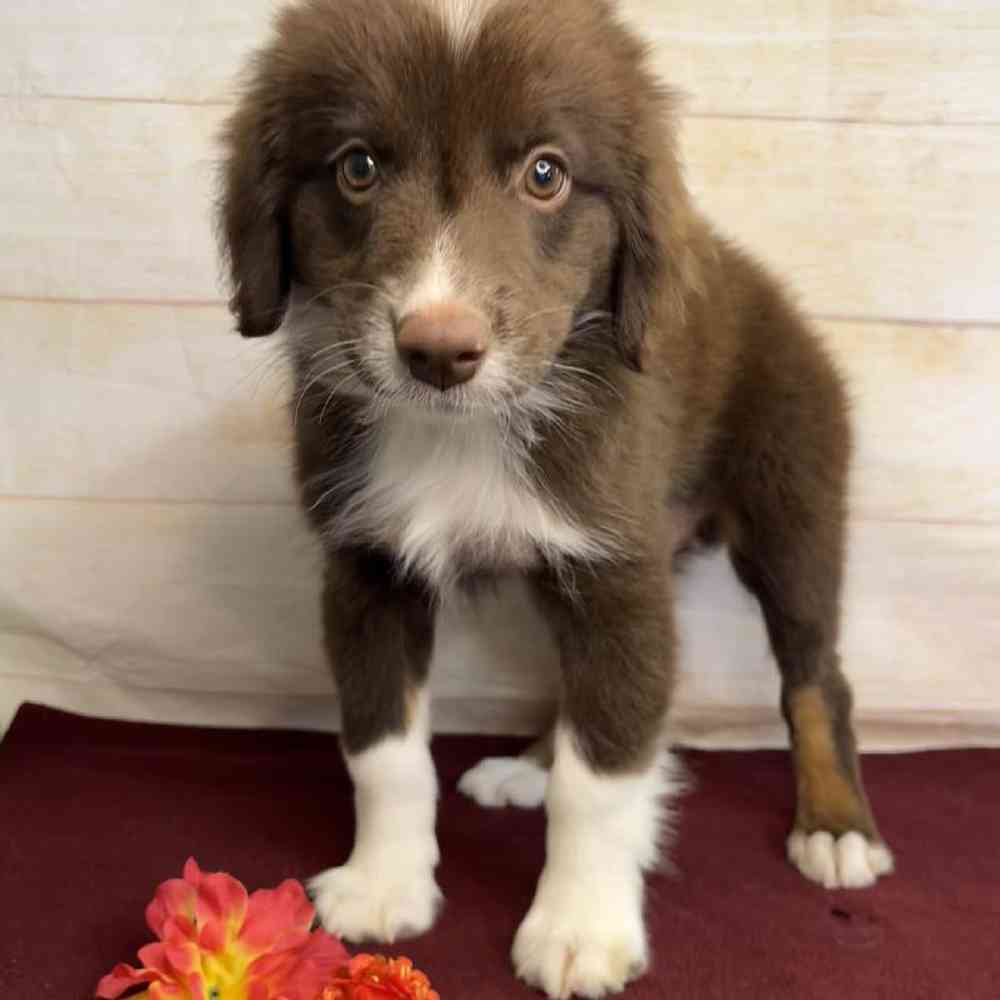 carousel pet images