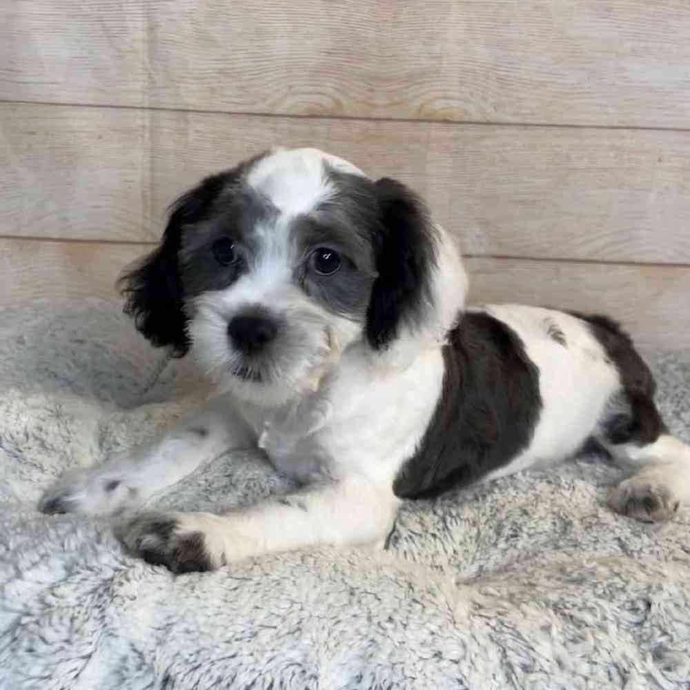carousel pet images