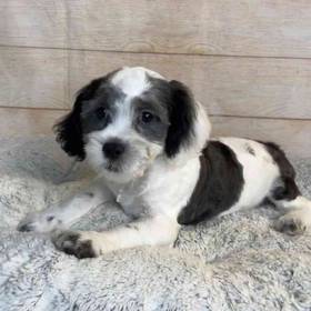 ShihTzu/Poodle