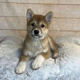 Shiba Inu