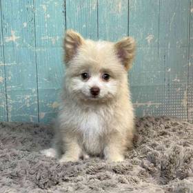 Pomeranian/Poodle