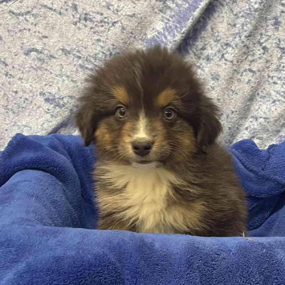 carousel pet images