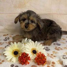 Toy Australian shepherd/poodle 