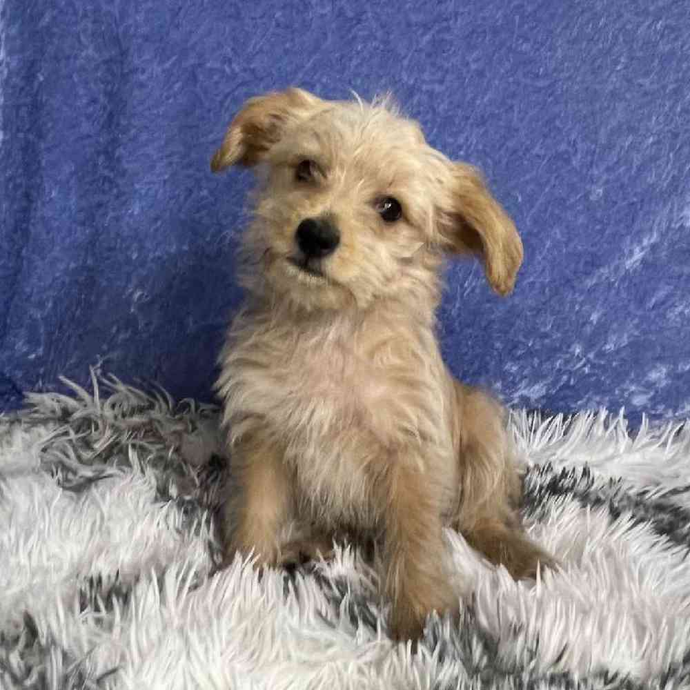 Image of a pet breed in the gallery