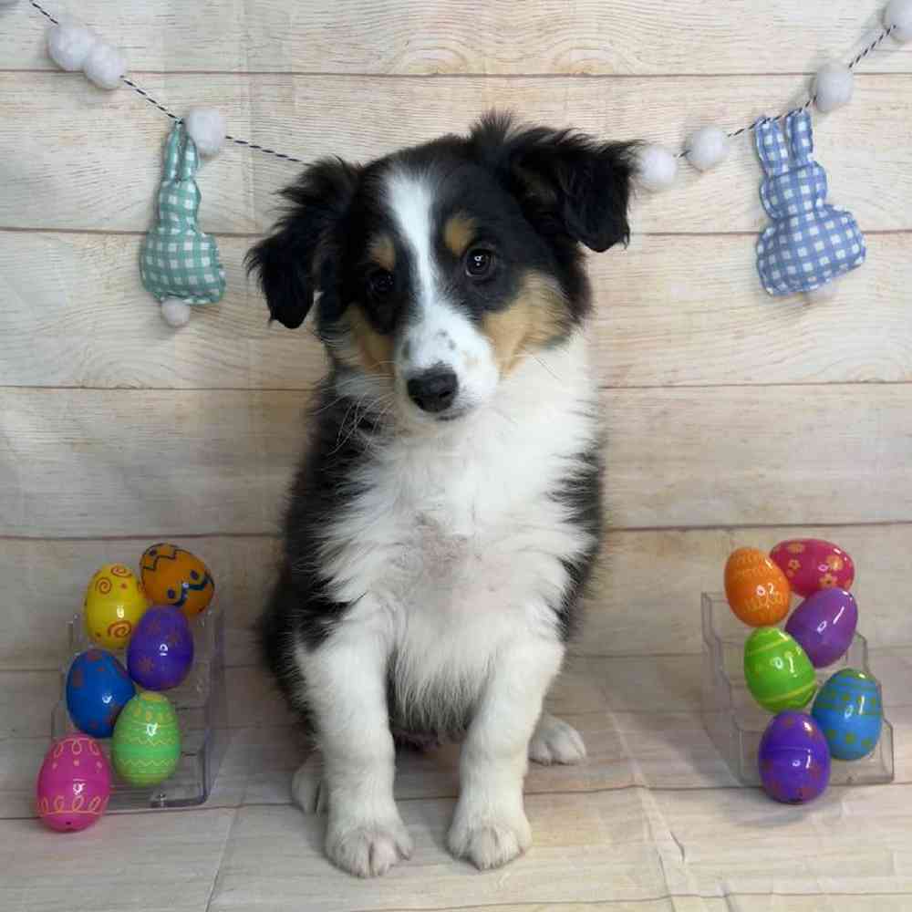 Image of a pet breed in the gallery