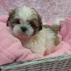 Shih Tzu