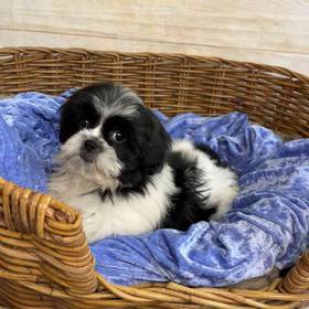 Shih Tzu