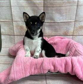 Shiba Inu