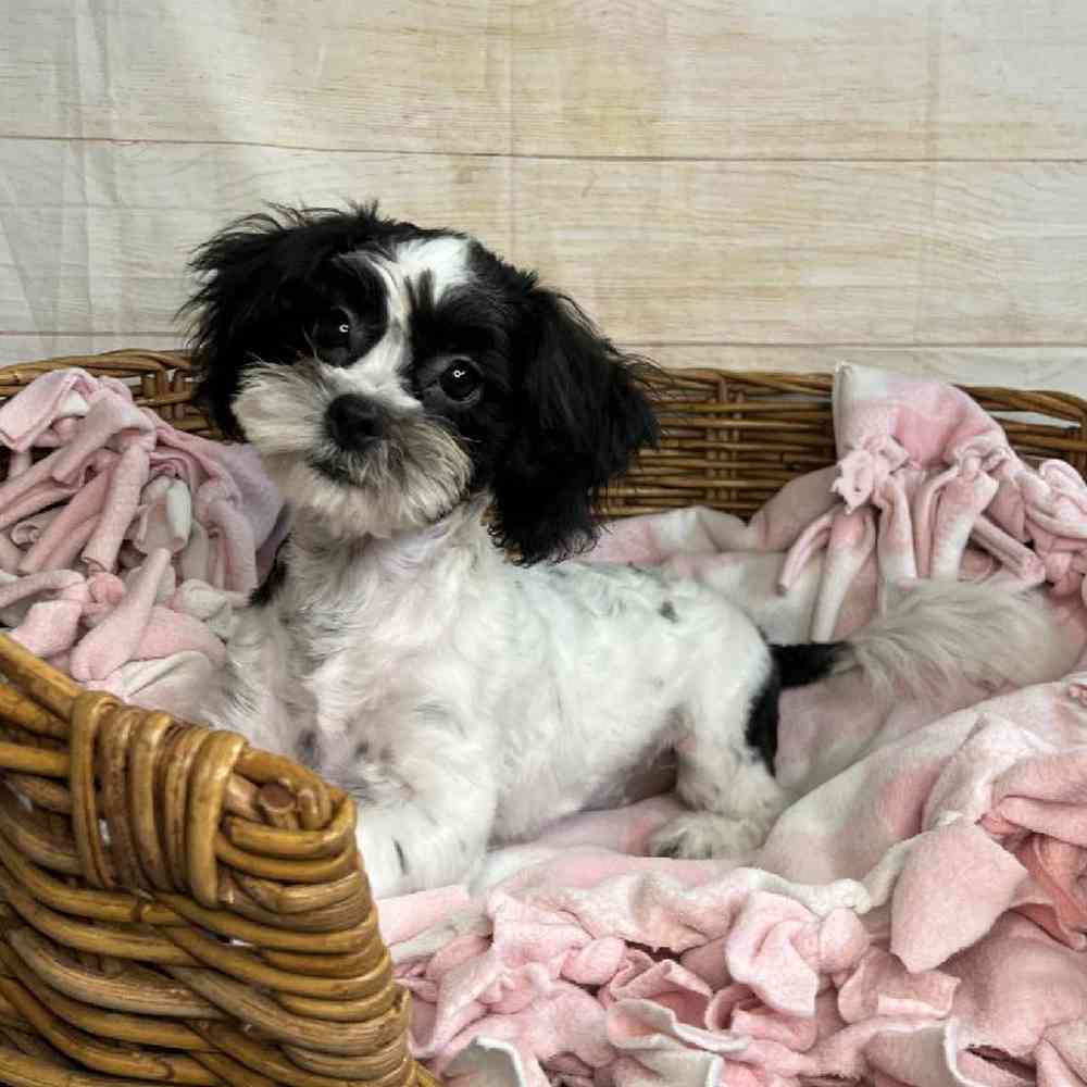 carousel pet images