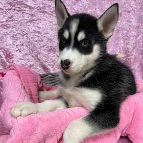 Siberian Husky