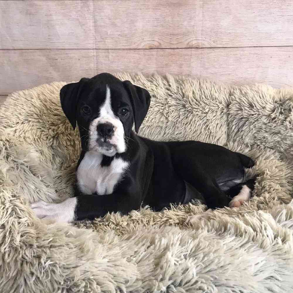 Male Boxer Puppy for Sale in OMAHA, NE
