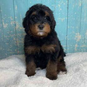 Bernese Mountain Dog/Poodle