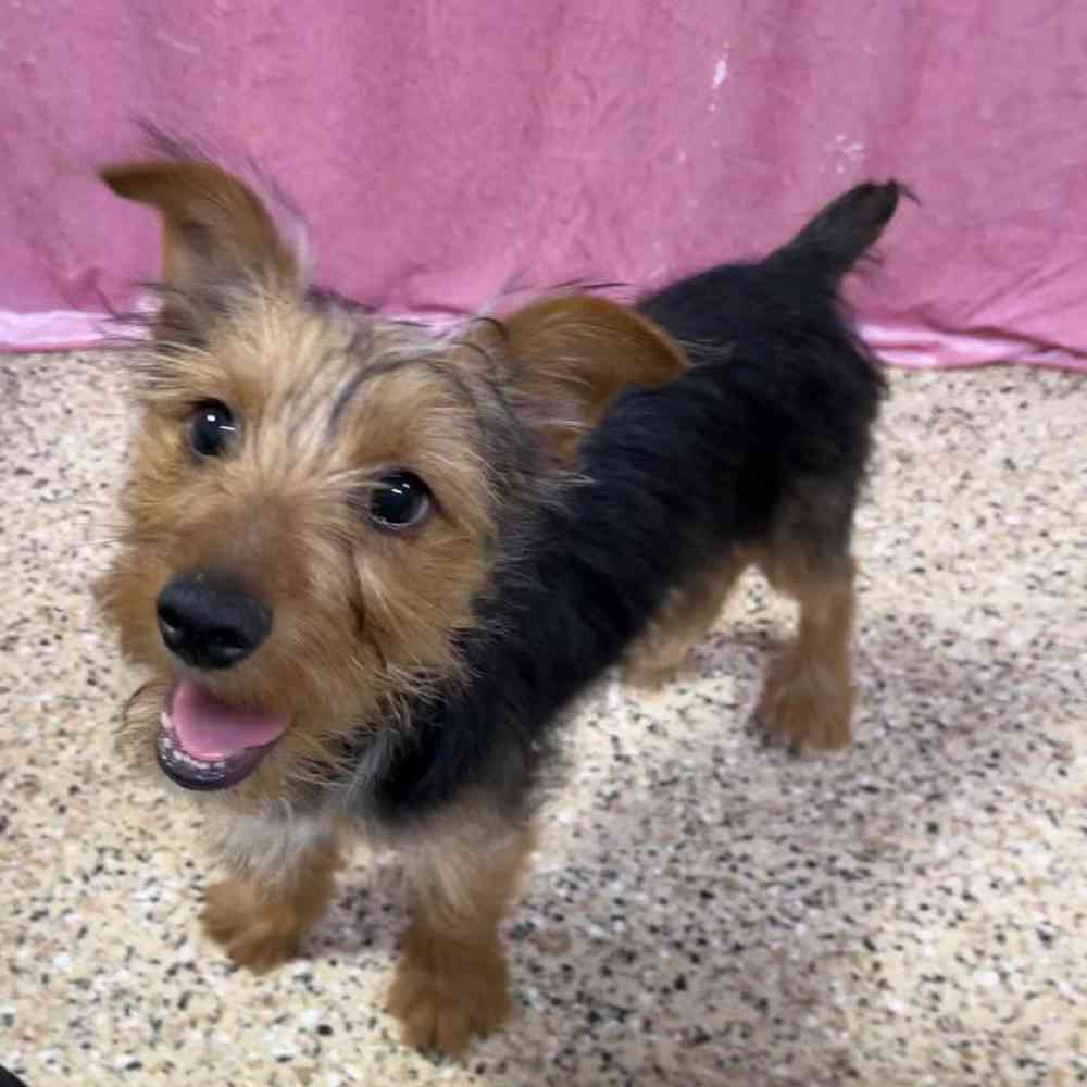 Image of a pet breed in the gallery