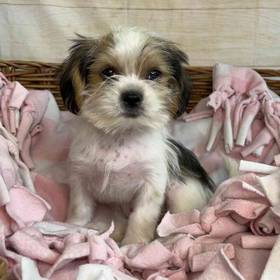 Shih Tzu/maltese/yorkie