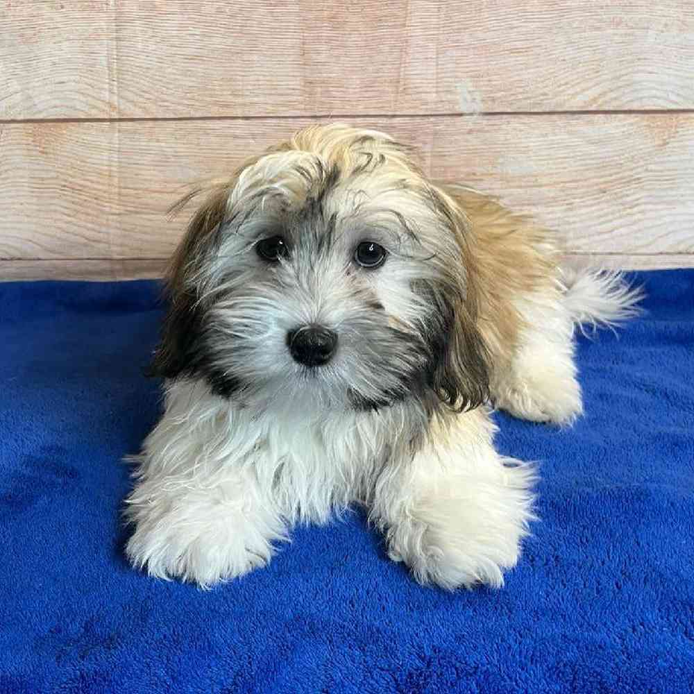 Male Shih Tzu/Maltese Puppy for Sale in OMAHA, NE