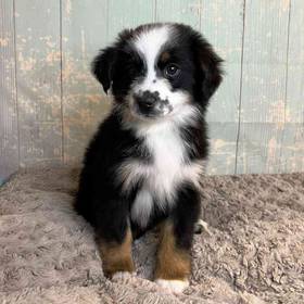 Standard/ Miniature Australian Shepherd
