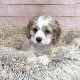Cocker Spaniel/Poodle