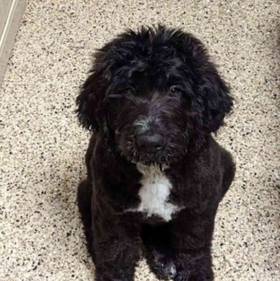 Saint Bernard-Golden Retriever/ Poodle