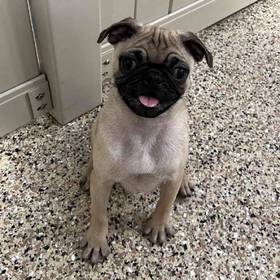 Pug