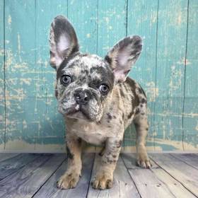 French Bulldog