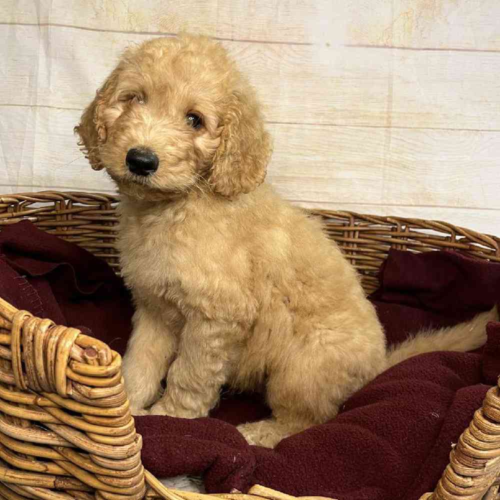 Image of a pet breed in the gallery