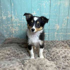 Shetland Sheepdog