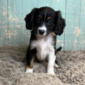 Miniature Australian Shepherd/Cavalier King Charles Spaniel