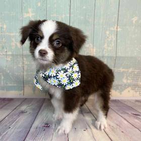 Miniature Australian Shepherd