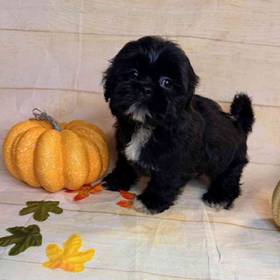 Shih Tzu